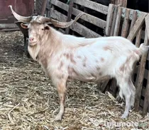 Tapi tineri frumosi buni