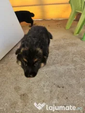 Pui Ciobănesc German 