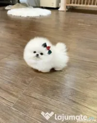 Pomeranian mini boo-Asigur transport 