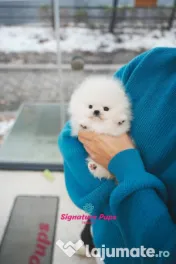 Pomeranian mini boo-Asigur transport 