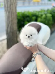 Pomeranian mini boo-Asigur transport 