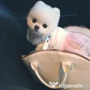 Pomeranian mini boo-Asigur transport 