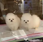 Pomeranian mini boo-Asigur transport 