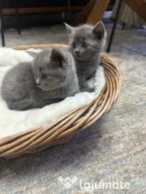 Pui de pisică British Shorthair Blue