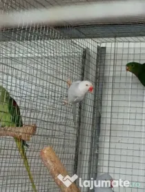 Diferite rase papagali