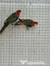 Diferite rase papagali 