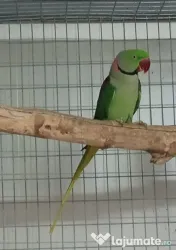 Diferite rase papagali 