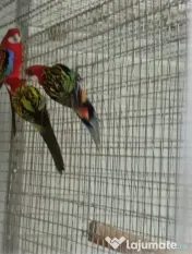 Diferite rase papagali 