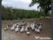 Gâște detalii la telefon.