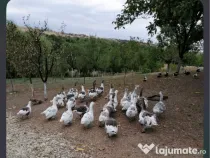 Gâște detalii la telefon.