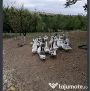 Gâște detalii la telefon.