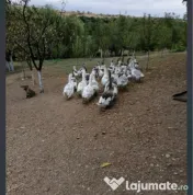 Gâște detalii la telefon.