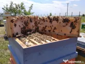 Miere de albine poliflora și rapita 