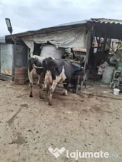 Vaci si juninci Holstein 
