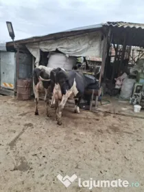 Vaci si juninci Holstein