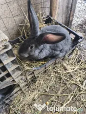 Iepuri Uriaș german 