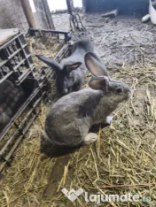 Iepuri Uriaș german 