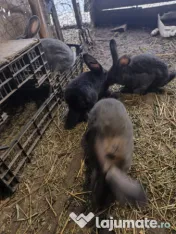 Iepuri Uriaș german 