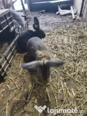 Iepuri Uriaș german 