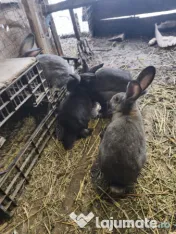 Iepuri Uriaș german 