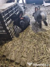 Iepuri Uriaș german 