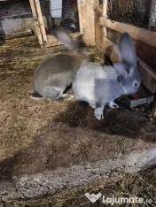 Iepuri Uriaș german 