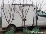 Pomi fructiferi la Balot 3-4 ani