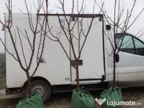Pomi fructiferi la Balot 3-4 ani