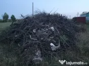 Lemne prun defrisare 