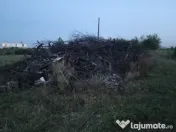 Lemne prun defrisare 