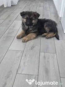 pui ciobanesc german