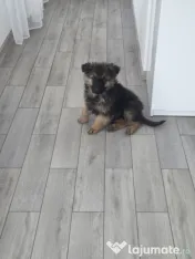Pui ciobanesc german 