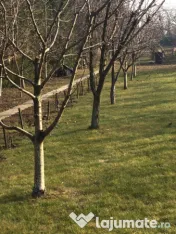 Taieri pomi fructiferi 