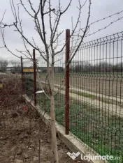 Taieri pomi fructiferi 