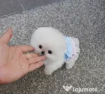Pomeranian mini boo