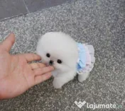 Pomeranian mini boo 