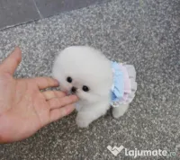 Pomeranian mini boo 