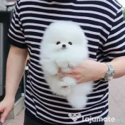 Pomeranian mini boo 