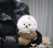 Pomeranian mini boo 
