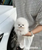 Pomeranian mini boo 