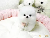 Pomeranian mini boo 