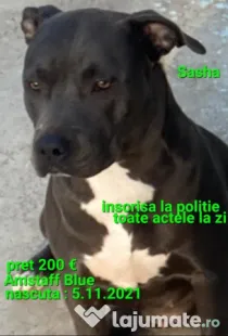 American Staffordshire Amstaff Blue