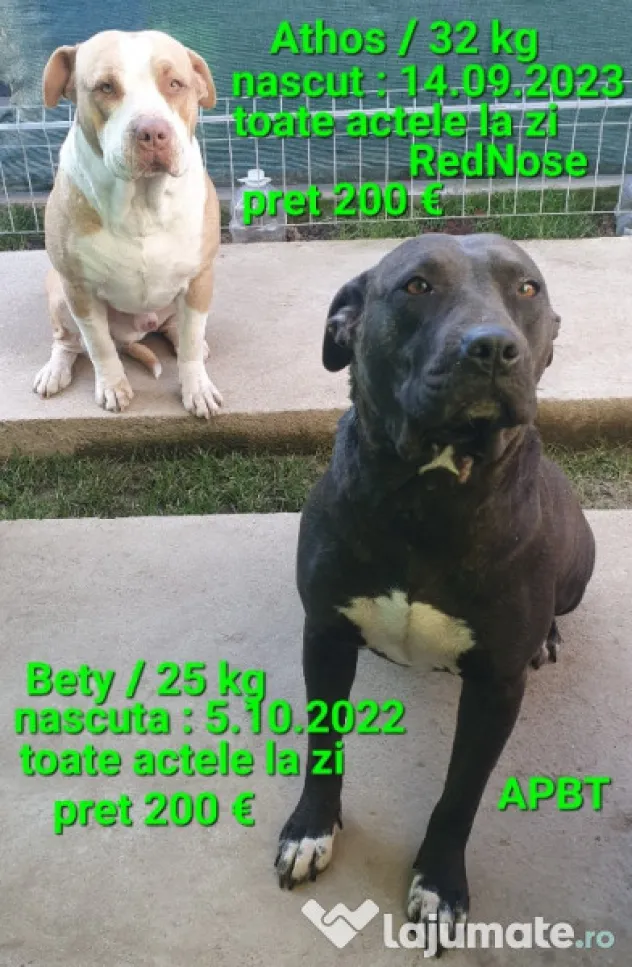 American Staffordshire Amstaff Blue