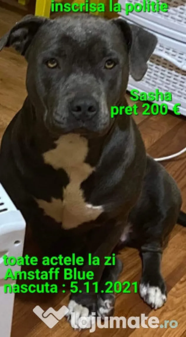 American Staffordshire Amstaff Blue