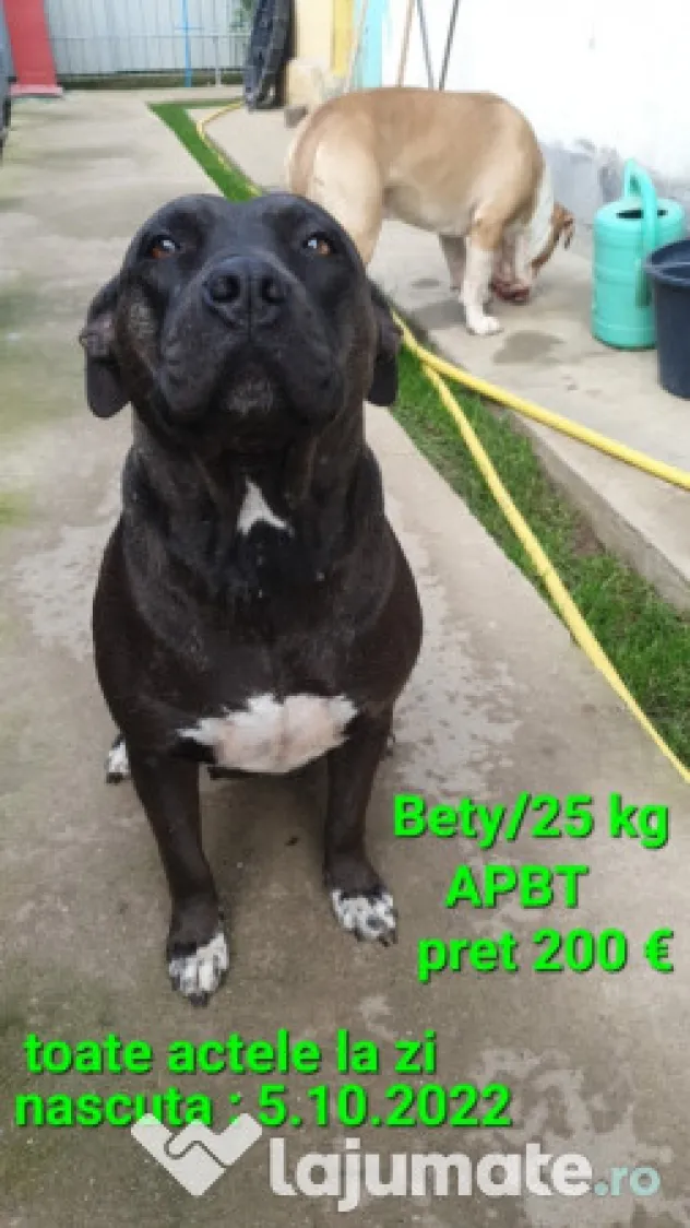 American Staffordshire Amstaff Blue