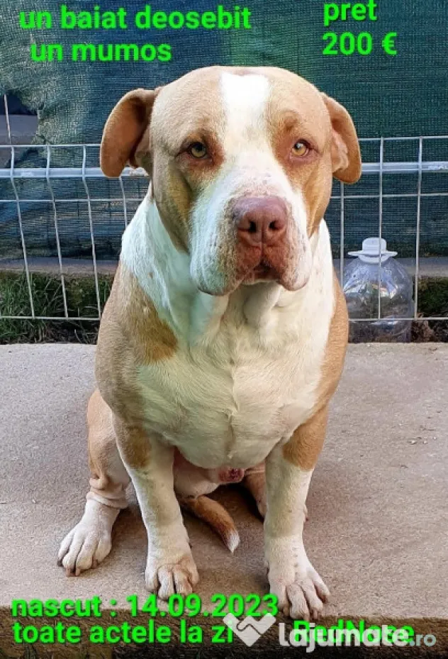 American Staffordshire Amstaff Blue