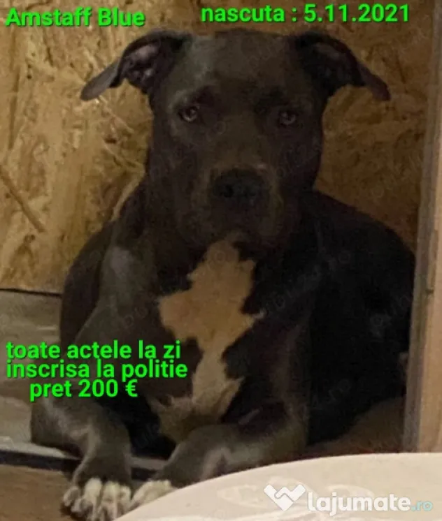 American Staffordshire Amstaff Blue