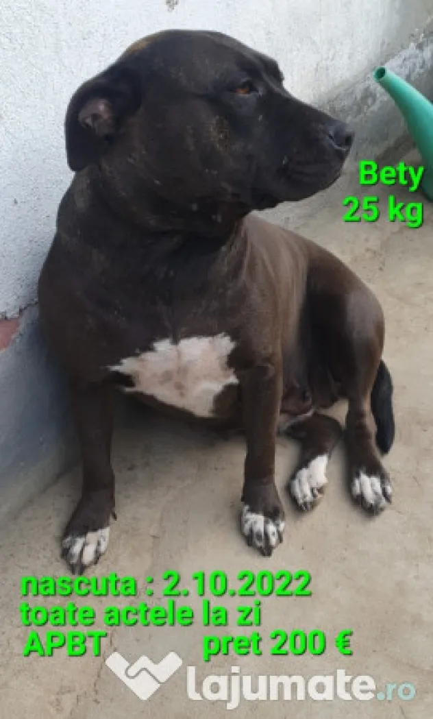 American Staffordshire Amstaff Blue