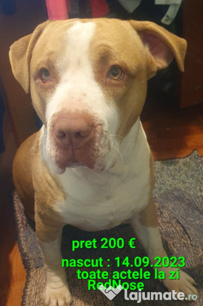 American Staffordshire Amstaff Blue