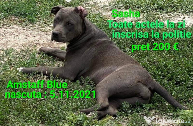 American Staffordshire Amstaff Blue